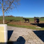 Pferdeweide, Wiesen, Koppeln, Schlechtwetterauslauf Gut Albersberg Pferdeweide, Wiesen, Koppeln, Schlechtwetterauslauf Gut Albersberg