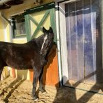 Pferdeweide, Wiesen, Koppeln, Schlechtwetterauslauf Gut Albersberg Paddockboxen Hauptstall, Anna Fiedler