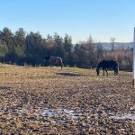 Schlechtwetterauslauf, Winterauslauf, Gut Albersberg, Anna Fiedler Schlechtwetterauslauf, Winterauslauf, Gut Albersberg, Anna Fiedler