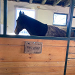 Gut Albersberg, Pferdeboxen Hauptstall Gut Albersberg, Pferdeboxen Hauptstall