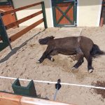 Pony beim Schlafen, Paddock, Hauptstall, Anna Fiedler Pony beim Schlafen, Paddock, Hauptstall, Anna Fiedler