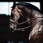 Gut Albersberg, Reiterhof, Pferdehof Gut Albersberg, Reiterhof, Pferdehof