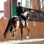 Anna Fiedler, Oliveira Stables, Feira Anna Fiedler, Oliveira Stables, Feira